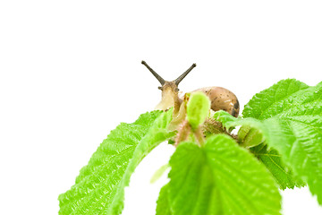 Image showing snail watching 