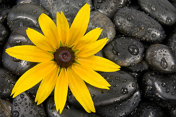 Image showing stones and bright yellow flower