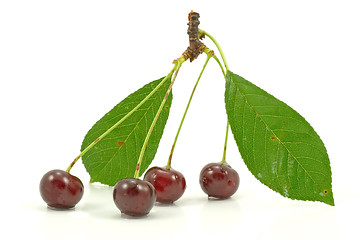 Image showing cherries on a white 