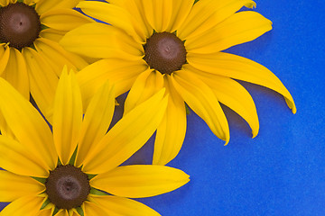 Image showing yellow flowers on the blue background