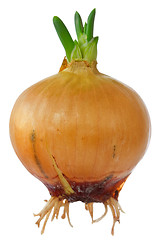 Image showing Onion bulb with little green sprouts