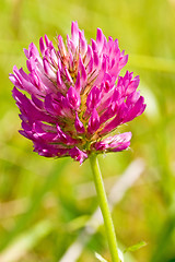 Image showing red clover head 