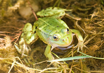 Image showing green frog in a water