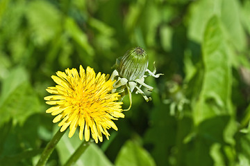 Image showing sowthistles