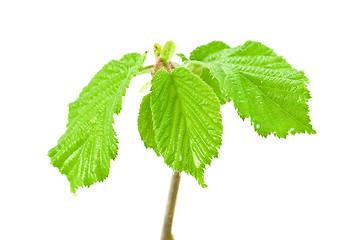 Image showing plant isolated on white background