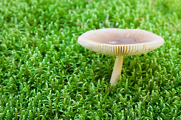 Image showing white toadstool in a moss. shallow dof