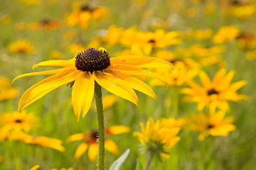 Image showing yellow flowers field