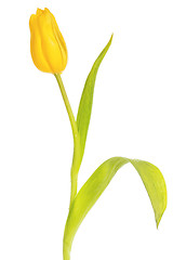 Image showing Beautiful yellow tulip