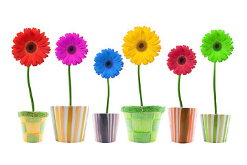 Image showing colorful gerbera flowers