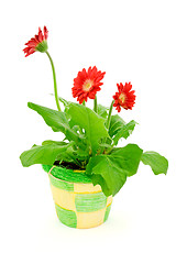 Image showing gerbera in a pot