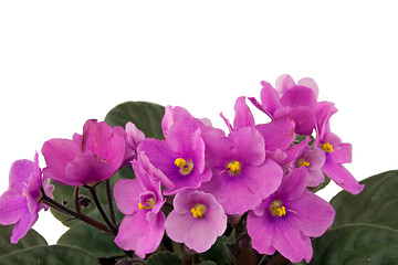 Image showing violet flowers