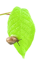 Image showing snail slug on a green bright leaf