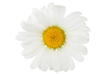 Image showing chamomile flower isolated on white