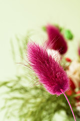 Image showing dried flowers