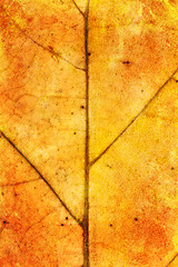 Image showing leaf texture grunge style