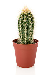 Image showing cactus