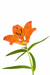 Image showing orange flower blossom