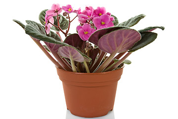 Image showing pot with blooming  plant