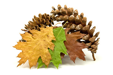 Image showing fallen leaves and pine cones