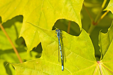 Image showing dragon fly sitting on a green maple leaf