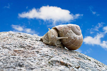 Image showing snail under blue sky