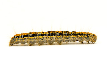 Image showing caterpillar isolated on white 
