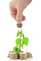 Image showing money tree