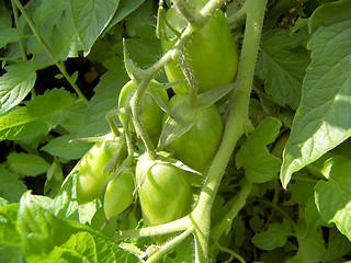 Image showing green tomatoes