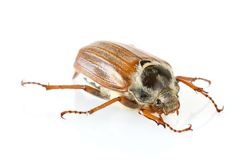 Image showing cockchafer with reflection on white