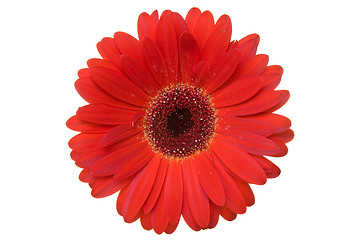 Image showing gerbera isolated on a white background