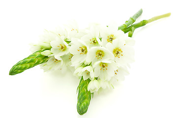 Image showing two white flowers 