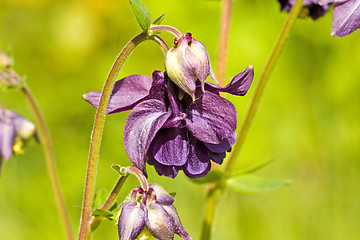 Image showing violet flowers