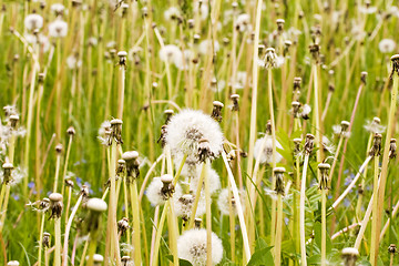 Image showing  meadow full of wild fluffy dandelions