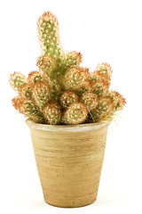 Image showing cactus in a plant pot