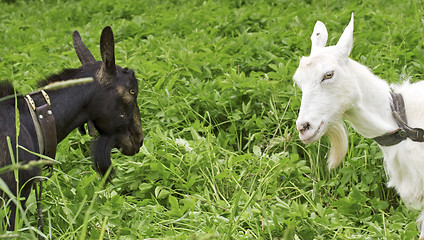 Image showing black goat against white