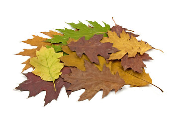 Image showing  dirty fallen leaves