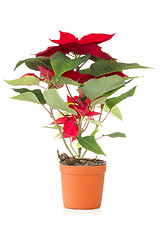 Image showing Poinsettia,traditional  Christmas flower