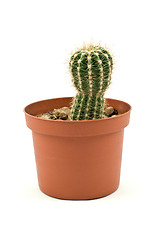 Image showing cactus on a white background