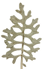 Image showing dried plant 