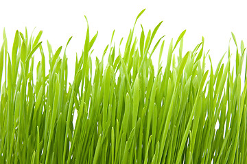 Image showing green grass 