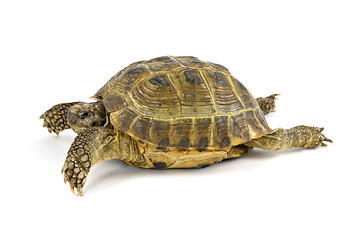 Image showing turtle walking over a white background
