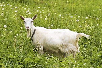 Image showing goat 