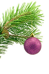 Image showing pine branch with purple bauble