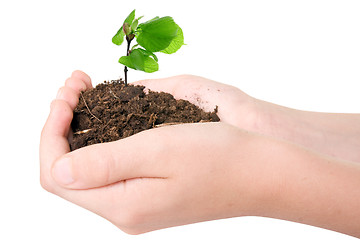 Image showing Young plant in hands