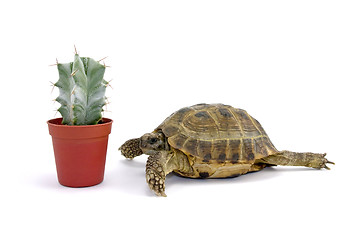 Image showing turtle and little cactus