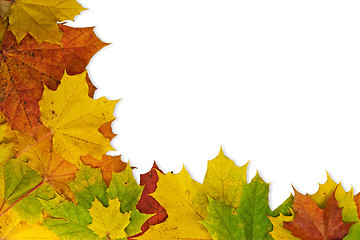 Image showing Maple leaves in the corner