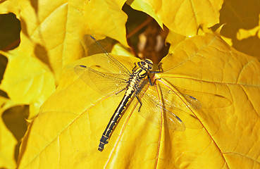 Image showing dragon fly  on a  maple leaf