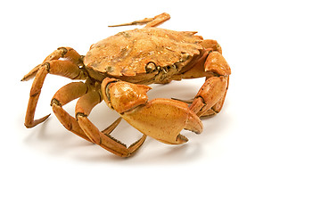Image showing crab isolated on white