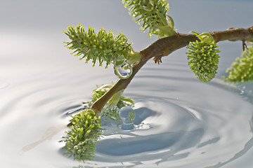 Image showing  plant buds in a water