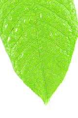 Image showing leaf on white background